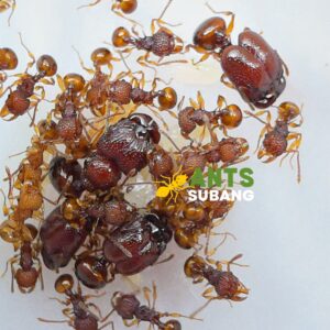 ACANTHOMYRMEX THAILANDENSIS (BIG HEADED ANTS) Limited Stock