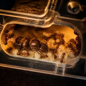 Ants-Subang.com About Us